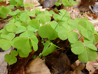 Petite plante vivace d'une dizaine de centimètres dépourvue de tige. Agrandir dans une nouvelle fenêtre (ou onglet)